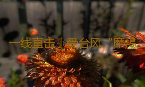 一线直击｜受台风“摩羯”影响，徐闻港停运